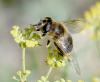 Eristalis tenax